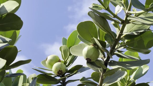 Clusia rosea, autograph tree, copey, cupey, balsam apple, pitch-apple, and Scotch attorney, in the family Clusiaceae. Tanaka Kahuku Shrimp, Honolulu, Oahu, Hawaii.  