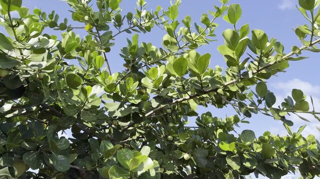 Clusia rosea, autograph tree, copey, cupey, balsam apple, pitch-apple, and Scotch attorney, in the family Clusiaceae. Tanaka Kahuku Shrimp, Honolulu, Oahu, Hawaii.  