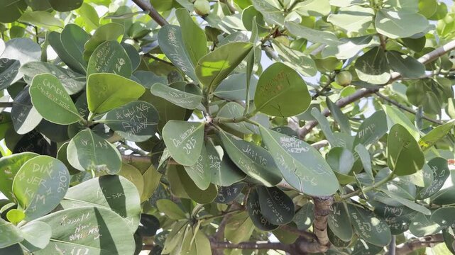 Clusia rosea, autograph tree, copey, cupey, balsam apple, pitch-apple, and Scotch attorney, in the family Clusiaceae. Tanaka Kahuku Shrimp, Honolulu, Oahu, Hawaii.  