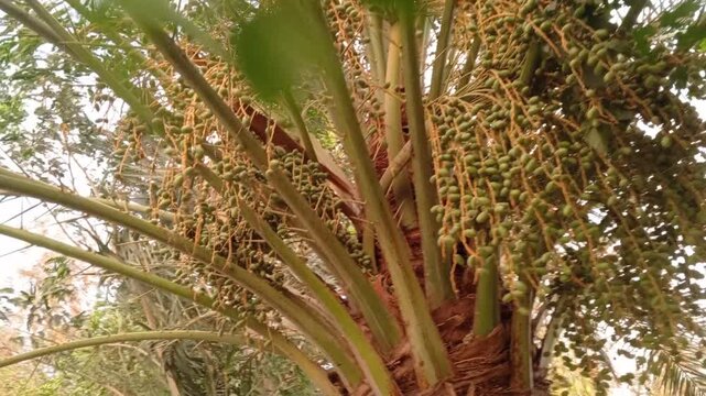 Palm tree clusters with unripe green fruit hanging down in a triptych view lush foliage and woody stems visible against a bright sky with video displays triptych branches laden clusters close