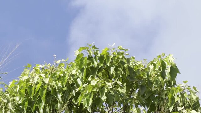 Aleurites moluccanus, candlenut, Indian walnut or, in Hawaii, kukui, is a tree in the spurge family Euphorbiaceae. Pupukea, Honolulu, North Shore of Oahu island, Hawaii.  