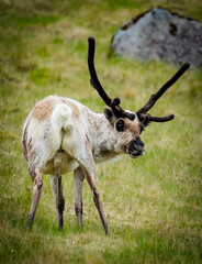 Portrait of icelandic reindeer . Single icelandig reindeer standing on a greenish grassy hill, showing his back while peeing. Black antler. © Markus Laurent