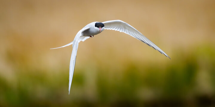 Arctic tern in flight
.
Single arctic tern flying around, located on the eastern coastline of Iceland, near Dj&uacute;pivogur