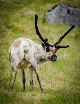 Portrait of icelandic reindeer
.
Single icelandig reindeer standing on a greenish grassy hill, showing his back while peeing. Black antler.