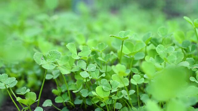 Close up of green clover sprouts growing in fertile soil, new life concept.