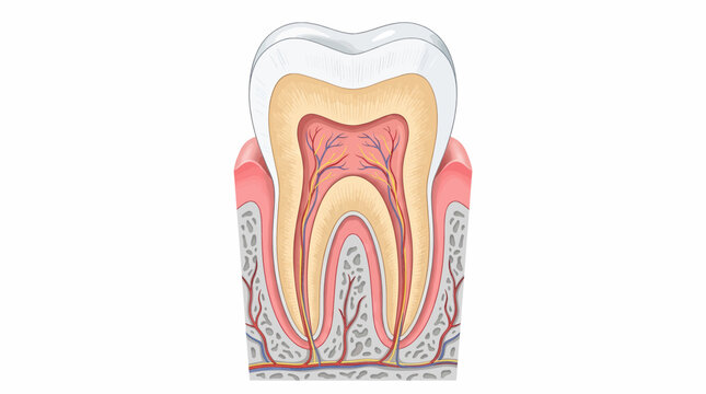 Cross section of a human tooth showing enamel dentin pulp and roots with nerves and blood vessels