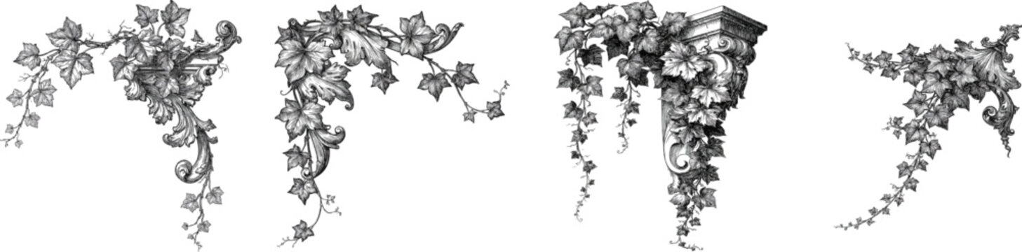 This intricate antique engraving features cascading ivy vines with acanthus scrolls, adorned by fine parallel etching lines and clean vector line art, exuding elegance and historical charm