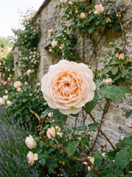 Pale apricot rose blooming against a rustic old stone wall with botanical, climbing