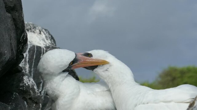 Nazca booby seabird pair on Galapagos islands grooming and bonding