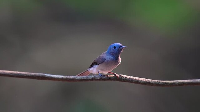 Black-naped Monarch (Hypothymis azurea )bird perched on a tree branch with natural background in tropical rainforest.