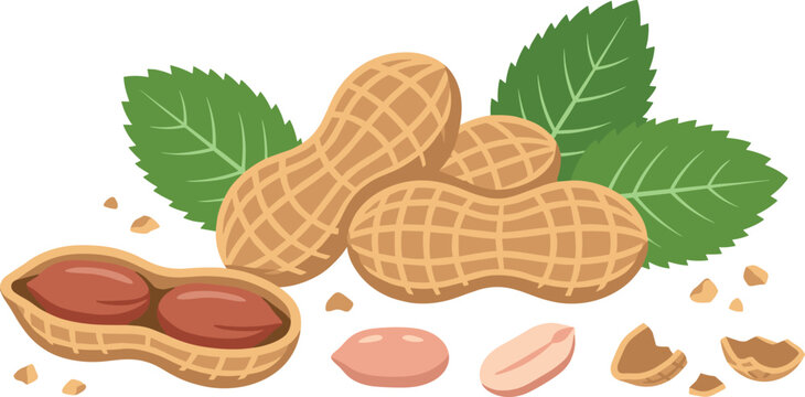 Isolated peanut cartoon vector illustration elements displaying whole raw groundnuts open pod shell pieces and green leaves perfect for healthy snack packaging
