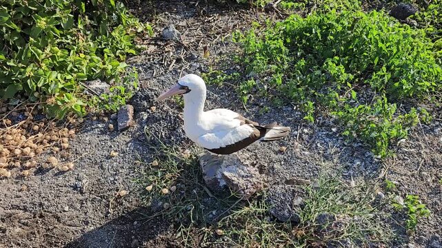 Nazca booby seabird on Galapagos island with beak open gular fluttering