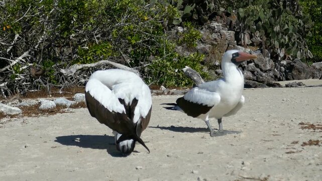 Nazca booby bird on Galapagos island grooming and preening beside partner