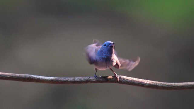 Black-naped Monarch (Hypothymis azurea )bird perched on a tree branch with natural background in tropical rainforest.