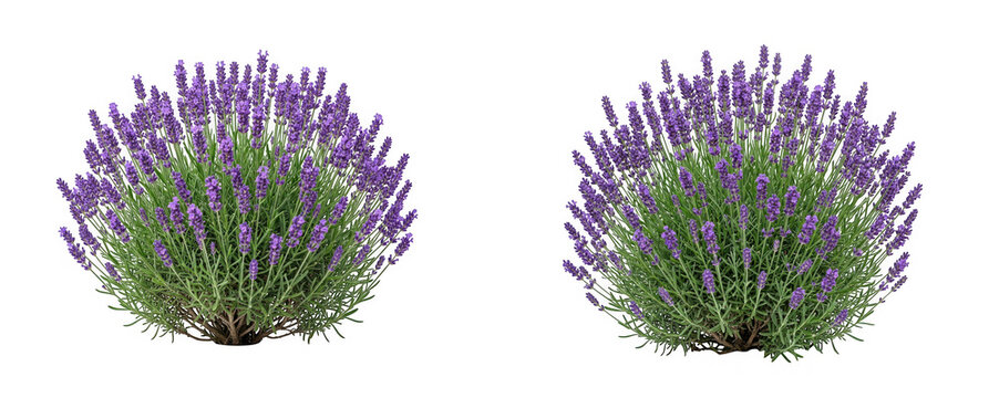 Lavender bushes isolated on transparent background
