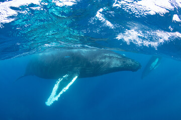 A mother Humpback whale, Megaptera novaeangliae, swims at the surface of the Atlantic Ocean with her calf. Atlantic Humpbacks migrate from the North Atlantic to the Caribbean to mate and give birth. © ead72