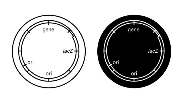 Circular DNA Plasmid Diagrams: Two circular DNA plasmids are depicted, one in white and the other in black, illustrating key genetic elements like origin of replication (ori), gene, and lacZ.