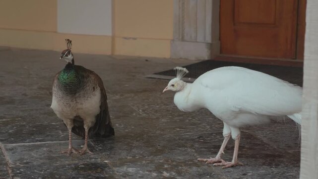 White male peafowl and brown peahen standing together outdoors