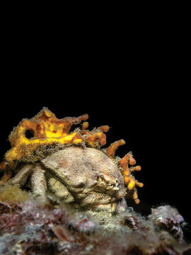 Close-up portrait of Dromia personata sponge crab in the Adriatic Sea showing the characteristic yellow sponge held on the dorsal carapace 