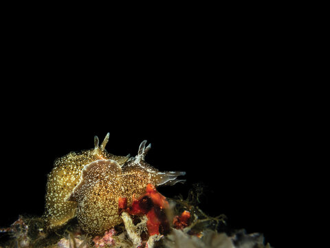 Aplysia punctata sea hare nudibranch mating underwater macro Adriatic Sea black background