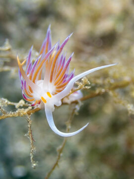 Aeolid nudibranch Cratena peregrina feeding on hydroids on a rocky reef in the Adriatic Sea, showing characteristic purple-tipped orange cerata and white rhinophores of this elegantly coloured 