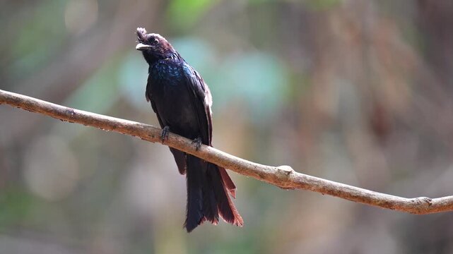 Hair-crested Drongo(Dicrurus hottentottus )bird perched on a tree branch with natural background in tropical rainforest.