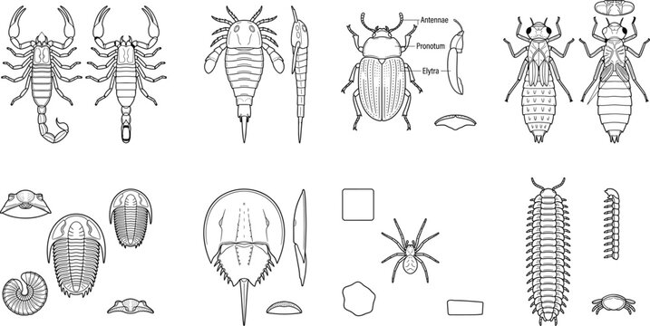 Prehistoric arthropods and fossil insects line art icon set featuring trilobite scorpion and beetle