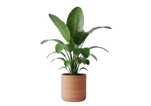 A beautiful green houseplant with large leaves growing in a simple brown ceramic flower pot