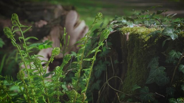 Young green fern fronds and fiddleheads growing near an old mossy tree stump in a spring forest.