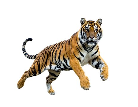 A large, orange and black tiger with white markings appears to be mid-stride