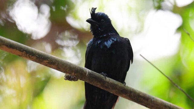 Hair-crested Drongo(Dicrurus hottentottus )bird perched on a tree branch with natural background in tropical rainforest.