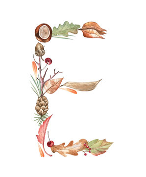 Alphabet letter E created from the autumn botanical elements - leaves, pinecone, chestnut, pine needles, acorns, and twigs. Hand-drawn illustration on transparent background. For cards, monograms