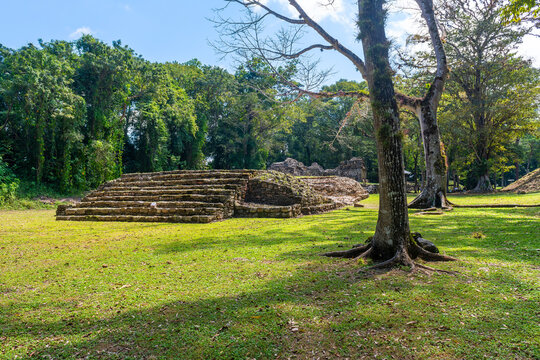 Tropical tree and Maya platform architecture in Yaxchilan, Chiapas, Mexico.