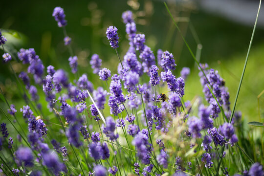 Purple lavender flowers growing in a garden outdoors, natural floral beauty, summer gardening, botanical lifestyle, peaceful nature detail.