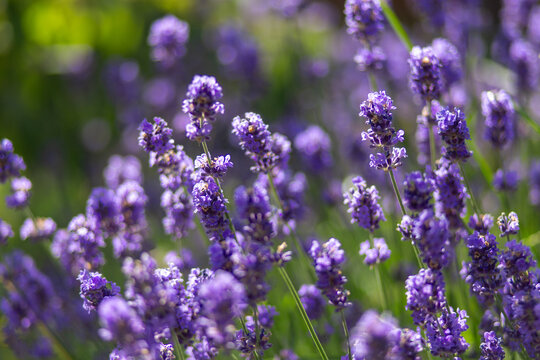 Closeup of purple lavender flowers blooming outdoors, fragrant garden plants, natural wellness, summer floral detail, peaceful botanical mood.