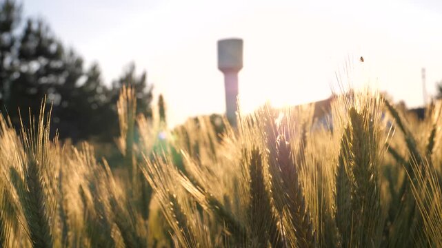 Golden wheat ears swaying gently in summer breeze at sunset. Water tower in background and warm sun flare creating peaceful atmosphere in countryside.