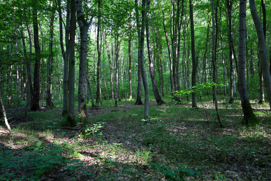 Slender tree trunks form a dense green forest filled with the freshness and coziness of a summer day. Soft sunlight breaks through the lush leaves, creating a play of shadows on the ground covered wit