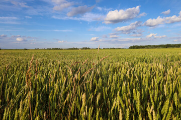 Naklejka premium A vibrant green field of young wheat unfolds in a wide panorama under a beautiful blue sky with fluffy clouds. Fresh ears reach for the summer sun, creating a harmonious natural scenery.