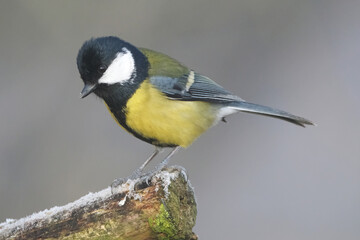 Great tit (Parus major) perched on a mossy branch covered with light snow in winter © Badr