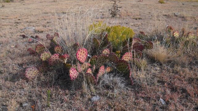 Wild landscape of Oklahoma in the Black Mesa region. Purple prickly pear cactus (Opuntia gosseliniana) is recognized by its characteristic purple cladodes (flattened stem segments)