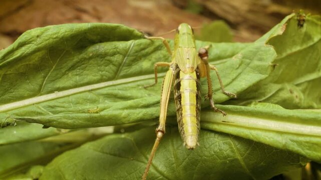 meadow grasshopper (Pseudochorthippus parallelus)