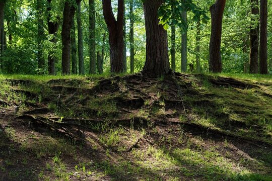 Powerful tree roots twisting on a grassy hill slope in a dense green forest. Scenic woodland landscape with strong root system visible on the ground.