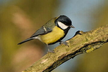 Great tit (Parus major) perched on a branch in natural habitat © Badr