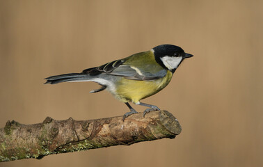 Great tit (Parus major) perched on a branch in natural habitat © Badr
