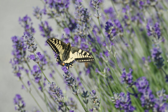 Old World Swallowtail or common yellow swallowtail (Papilio machaon) sitting on lavender in Zurich, Switzerland