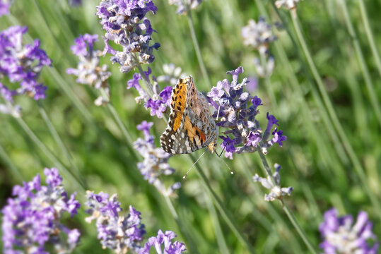 Painted Lady (Vanessa cardui) butterfly perched on lavender in Zurich, Switzerland