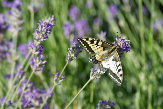 Old World Swallowtail or common yellow swallowtail (Papilio machaon) sitting on lavender in Zurich, Switzerland