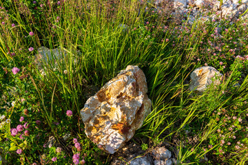 Large limestone boulder rests amidst lush wild grass and flowering clover in a sunlit abandoned quarry, capturing a beautiful contrast between raw stone and vibrant meadow greenery © PhotoChur