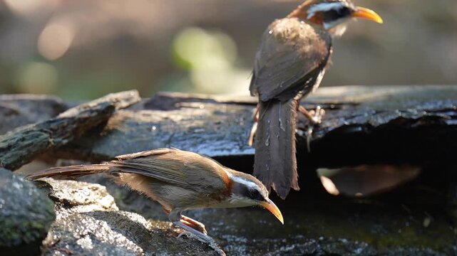 White-browed Scimitar (Babbler Pomatorhinus schisticeps)drinking water in the pond.