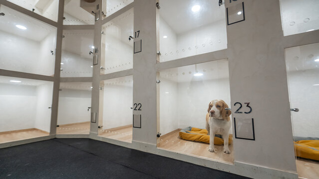 A pet hotel. A beagle in a kennel at a veterinary clinic.